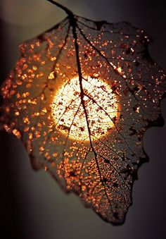 Sun leaf